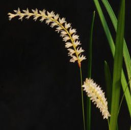 Dendrochilum compactum