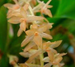 Dendrochilum convallariiforme
