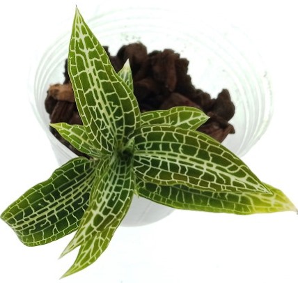Goodyera hispida 