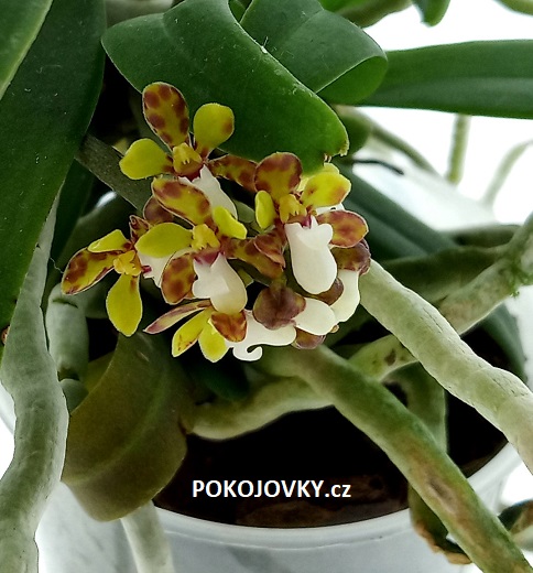 Pomatocalpa angustifolium