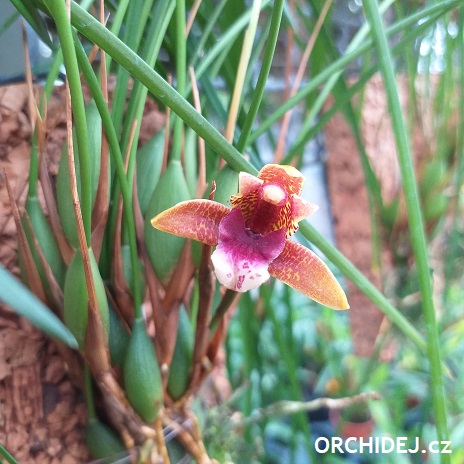 Maxillaria atrosanguinea
