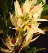 Dendrobium bracteosum var. album