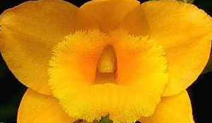 Dendrobium clavatum
