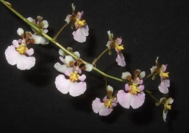 Tolumnia scandens