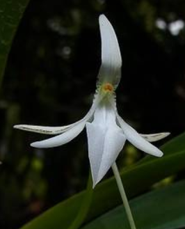 Jumellea comorensis