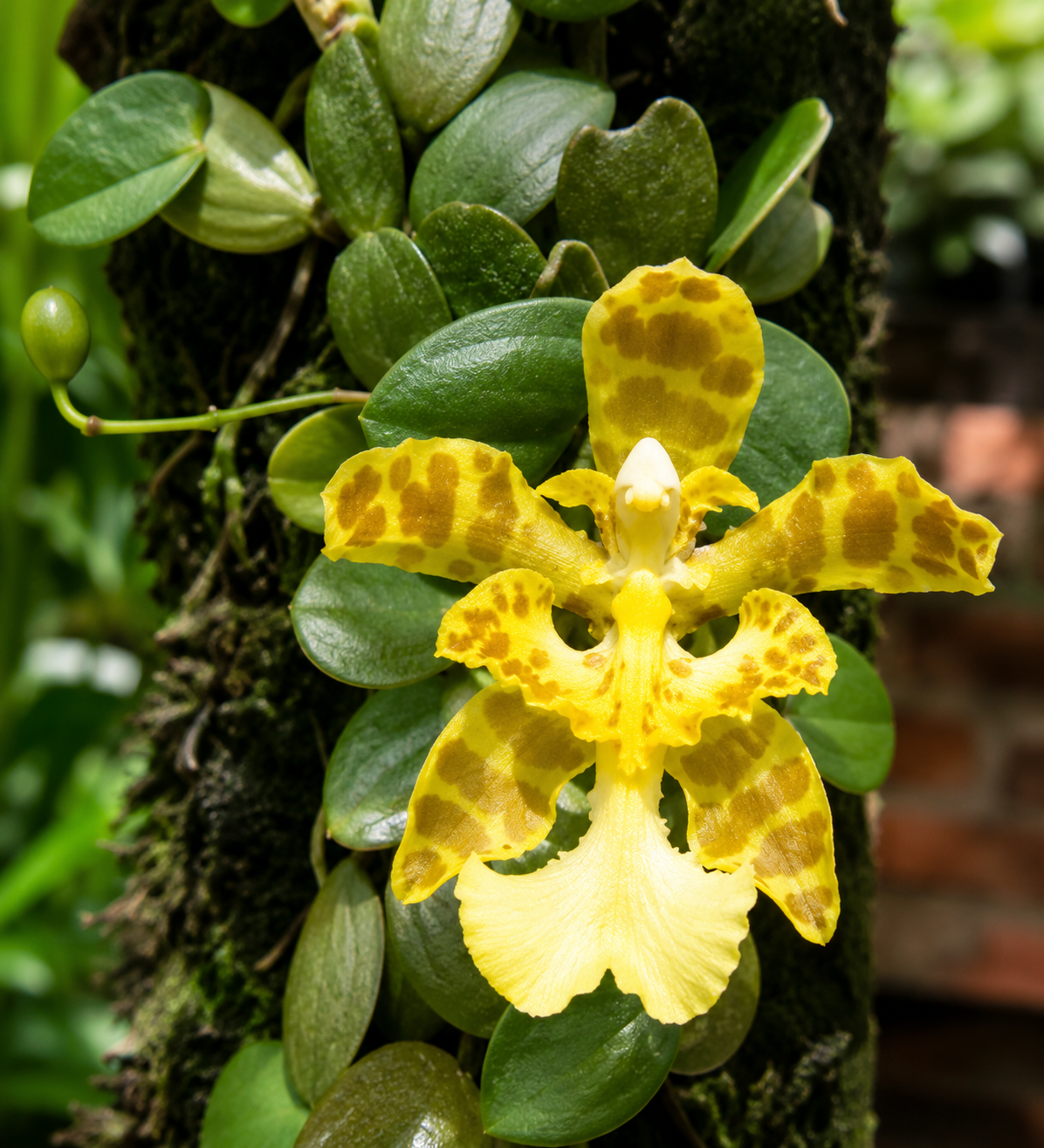 Psychopsiella limminghei 