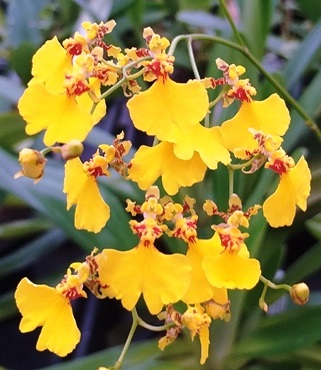 Oncidium flexuosum