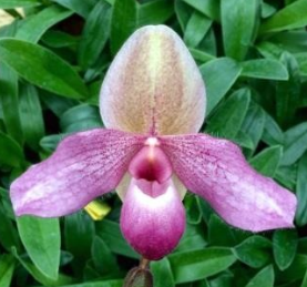 Paphiopedilum Delophyllum (delenatii × glaucophyllum)