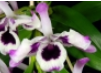 Dendrobium nobile var. cooksonianum