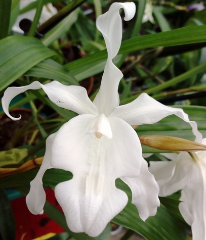 Coelogyne cristata var. hololeuca
