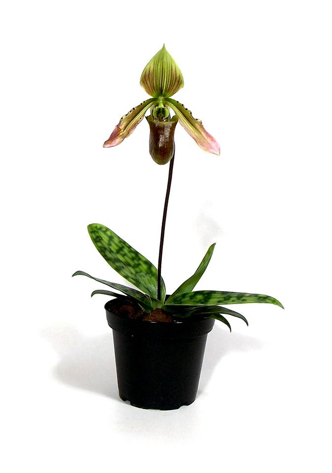 Paphiopedilum appletonianum x thailandense 