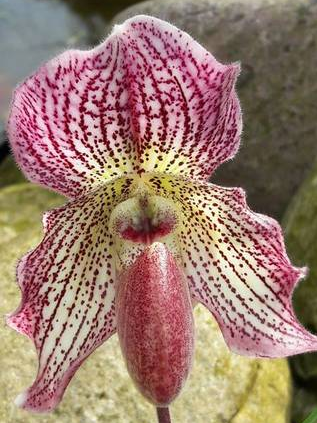 Paphiopedilum Estella (bellatulum x fairrianum)