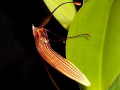 Restrepia brachypus