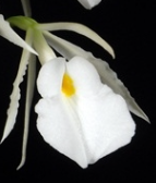 Trichopilia fragrans