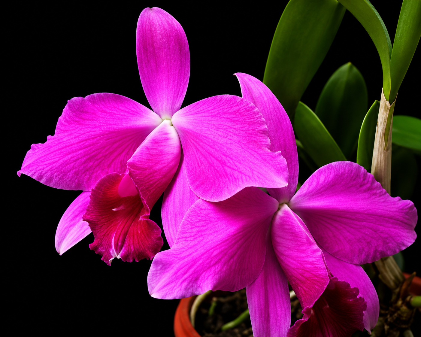 Laelia pumila 