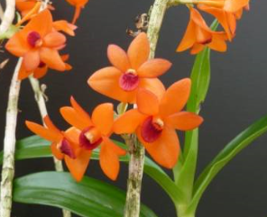 Dendrobium mohlianum 