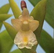 Dendrobium nathaniels