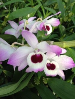 Dendrobium nobile