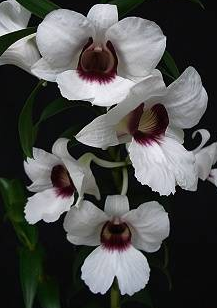 Dendrobium sanderae var. major