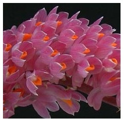 Dendrobium secundum