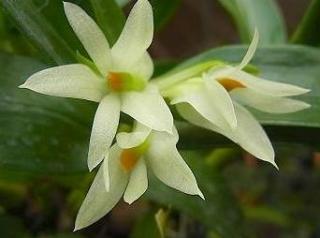 Dendrobium tannii album