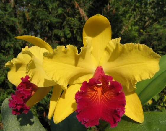 Brassolaeliocattleya Alma Kee Tipmalee