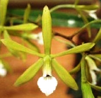 Encyclia linearifolioides (flava)