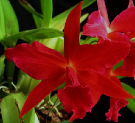 Sophrolaeliocattleya Jewel Box "Dark Waters"