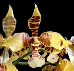 Rossioglossum williamsianum