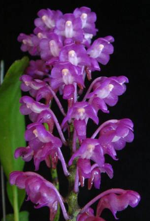 Ascoglossum calopterum