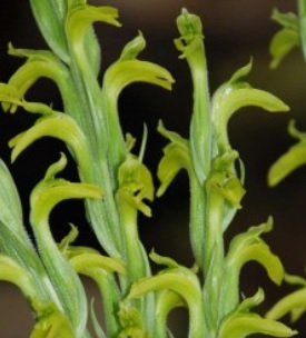 Sarcoglottis sceptrodes
