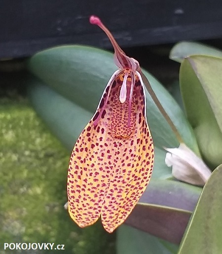 Restrepia elegans