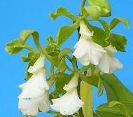 Encyclia cordigera var. alba