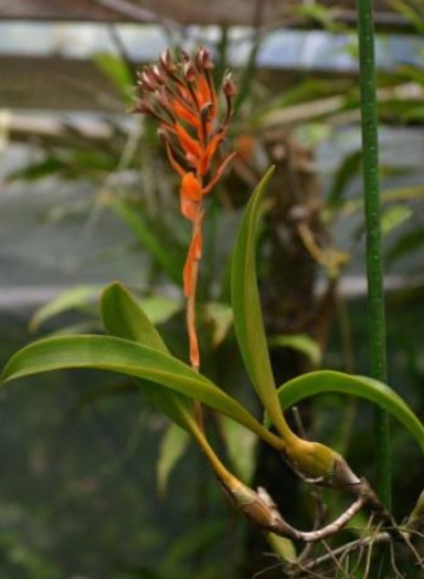 Eria ornata