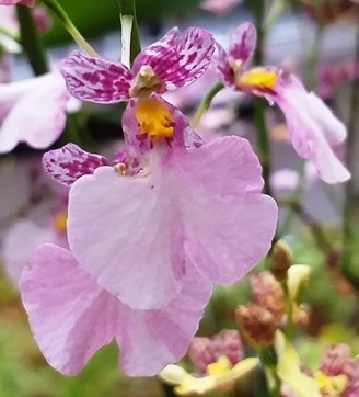 Ionocidium Popcorn 'Haruri'