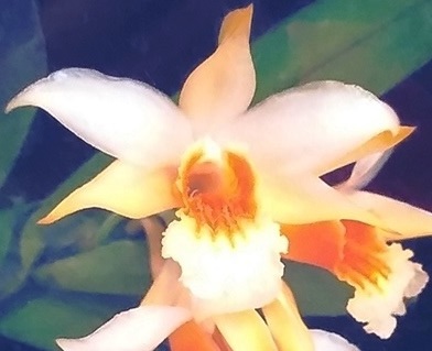 Dendrobium williamsonii