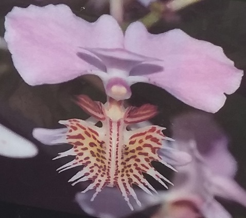 Papilionanthe pedunculata