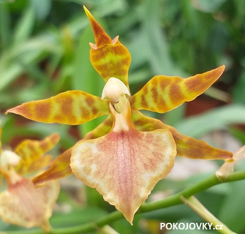 Odontoglossum bictoniense "Album" x cordatum "Album"
