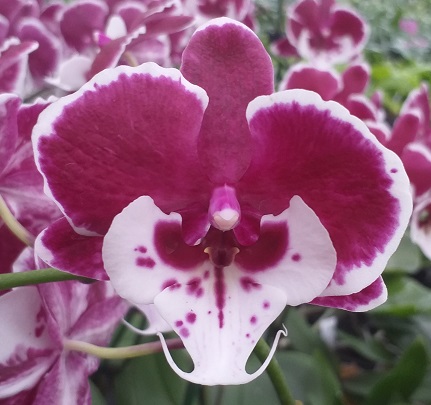 Phalaenopsis Santa Claus