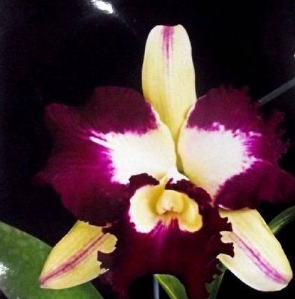 Brassolaeliocattleya Dora Luise Capen