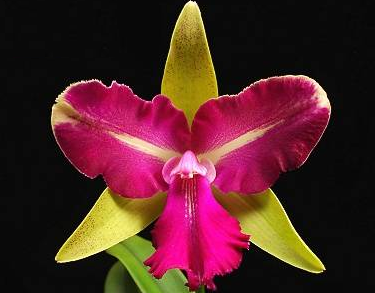 Brassolaeliocattleya Chyong Guu Benz