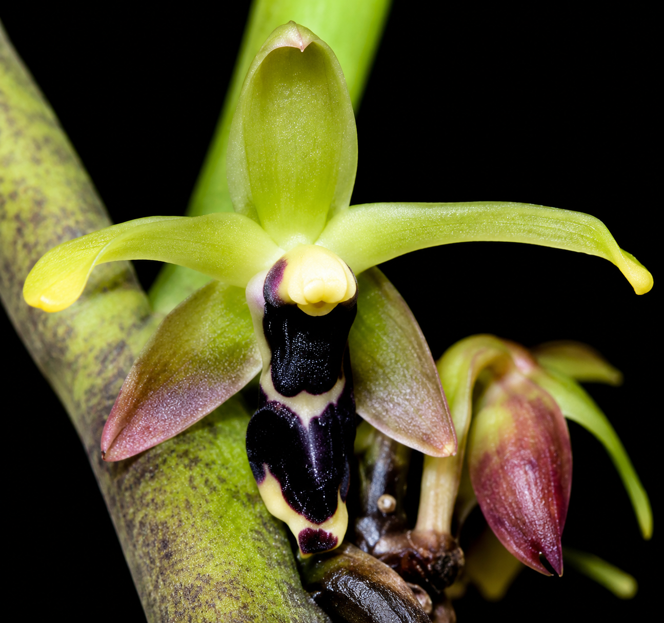 Luisia curtisii