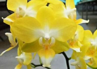 Phalaenopsis I Hsin Beaming Sun