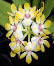 Gastrochilus japonicus