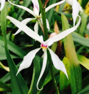 Encyclia faustum
