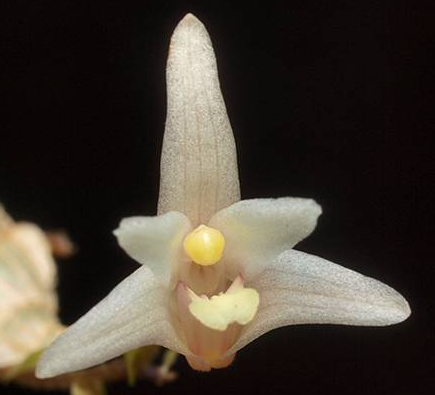 Eria obesa