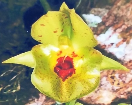 Catasetum expansum