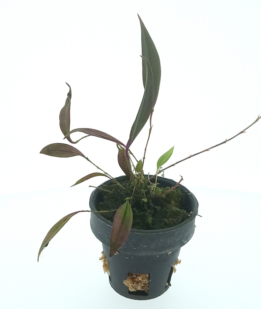 Lepanthes cascajalensis