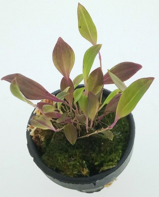 Lepanthes felis