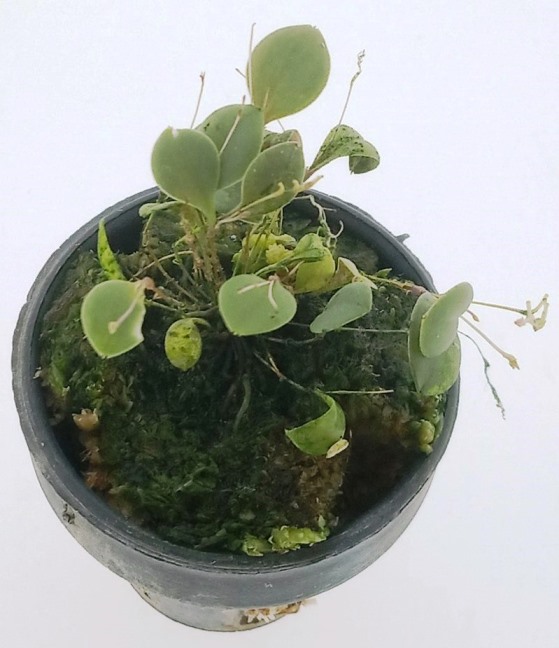 Lepanthes insectiflora